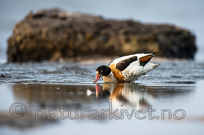 BB 15 0521 / Tadorna tadorna / Gravand